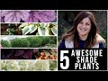 5 Awesome Plants for Shade! 🌿🌥👍 // Garden Answer