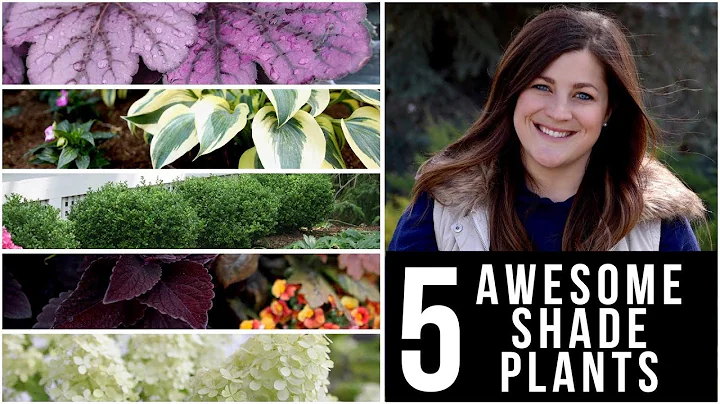 5 Awesome Plants for Shade! 🌿🌥👍 // Garden Answer - DayDayNews