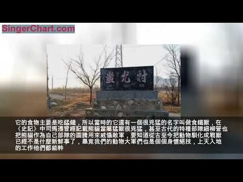 肉食動物為什麼不攻擊大熊貓？你可能不知道熊貓遠古是誰的坐騎