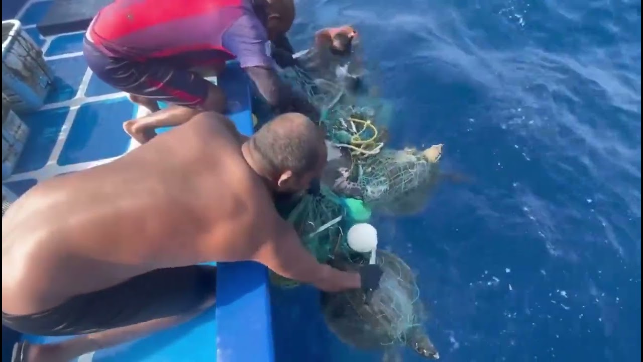 Save Turtles 🐢💯🐢