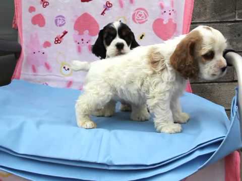 大阪府 アメリカンコッカー ブリーダー 子犬販売 レッド ホワイト トライ Padog関西 Youtube