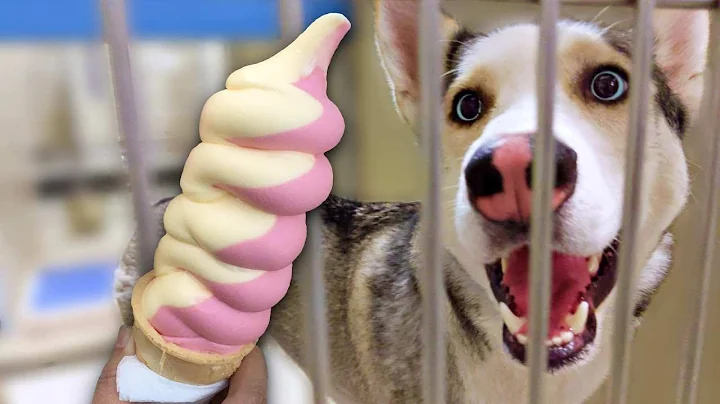 Buying 100 Homeless Dogs Ice Cream On The Hottest Day - DayDayNews