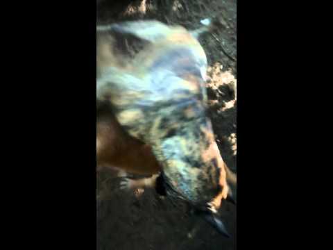 Presa Canario  mating With Boerboel xBullmastiff