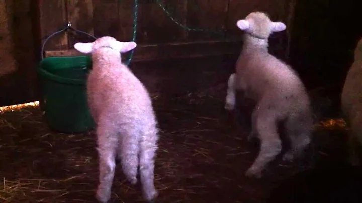 Lambs and their first halters