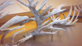 Antler Contest | TDA Convention 2017