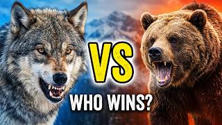 Wolf Pack vs Grizzly Bear Who Would Win?