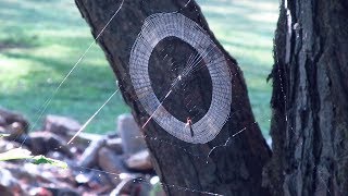 Watch Drippin So Pretty Bullseye video