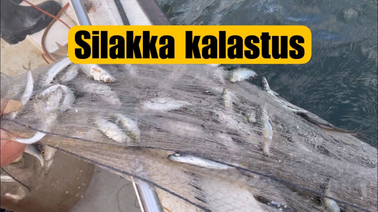 SILAKKA KALASTUS STRÖMMING FISKE HERRING FISHING YouTube