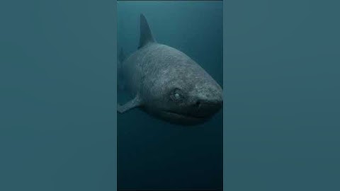 Cá mập sống 500 năm và gần như không bao giờ ngủ? #khamphathegioi