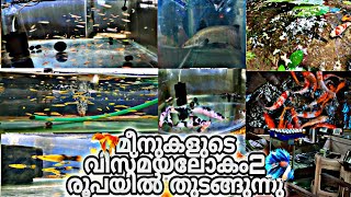 തിരുവനന്തപുരത്ത് രണ്ട് രൂപ മുതൽ അലങ്കാര മത്സ്യങ്ങൾ🐠 | ORNAMENTAL FISN |🦞|Thiruvonam fish farm|