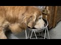 90日目ちゅーるごはんならたべる!