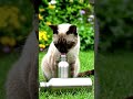 Cute Cat Drinking Water from a Bottle 🐱💧 | So Adorable