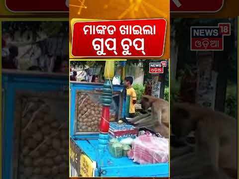 ମାଙ୍କଡ଼ ଖାଇଲା ଗୁପ୍‌ ଚୁପ୍‌  । Keonjhar । Monkey । Odisha । Gupchup । Pani Puri । Odia News