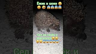 Ёжик на травке 😂 🤣 😂 🤣 😂