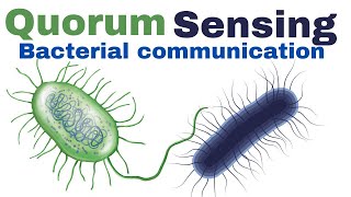Quorum sensing in bacteria | quorum sensing mechanism | bacterial communication