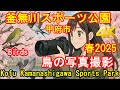 Sony 4K: 甲府市釜無川スポーツ公園 野鳥撮影と桜 Birds and sakura in Kofu city Kamanashigawa Sports Park [4K]