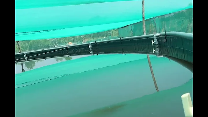 Nano bubble system shrimp farm Cangio Vietnam