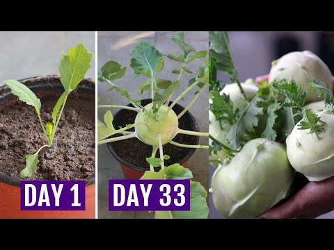 वीडियो: बगीचे में कोहलीबी उगाना सीखें