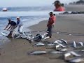Pesca tainha 2020 vo Getúlio