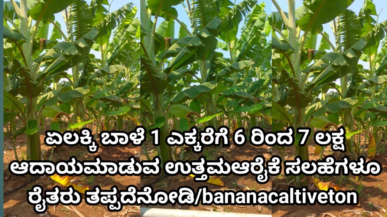 ಏಲಕ್ಕಿ ಬಾಳೆ 1 ಎಕ್ಕರೆಗೆ 6 ರಿಂದ 7 ಲಕ್ಷ ಆದಾಯಮಾಡುವ ಉತ್ತಮಆರೈಕೆ ಸಲಹೆಗಳೂ ರೈತರು ತಪ್ಪದೆನೋಡಿ/bananacaltiveton