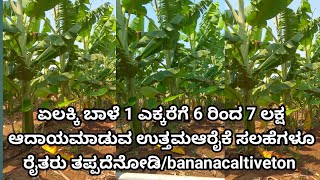 ಏಲಕ್ಕಿ ಬಾಳೆ 1 ಎಕ್ಕರೆಗೆ 6 ರಿಂದ 7 ಲಕ್ಷ ಆದಾಯಮಾಡುವ ಉತ್ತಮಆರೈಕೆ ಸಲಹೆಗಳೂ ರೈತರು ತಪ್ಪದೆನೋಡಿ/bananacaltiveton