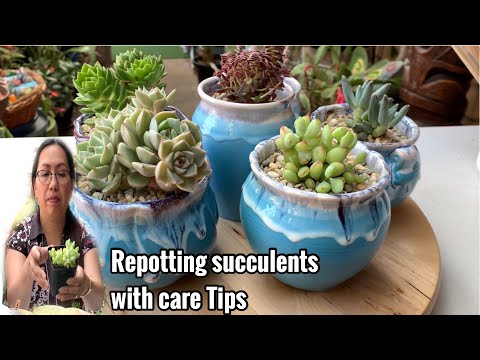 Repotting Succulents with Care Tips
