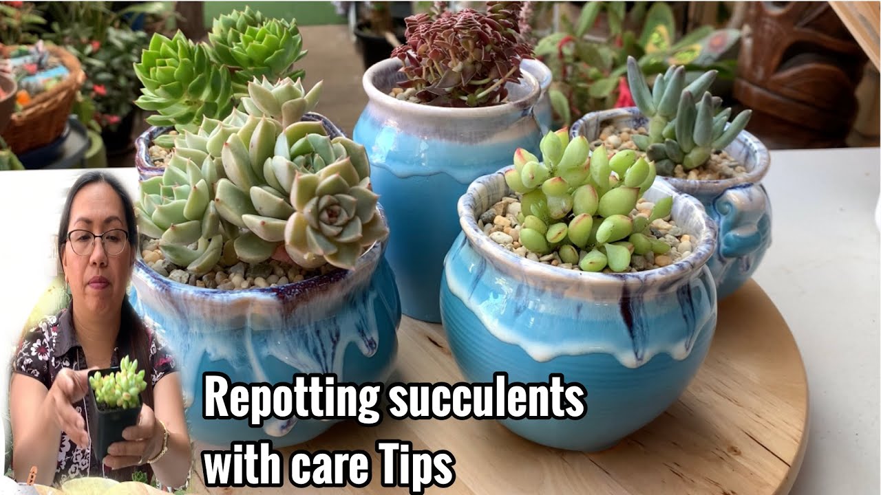 Repotting Succulents with Care Tips