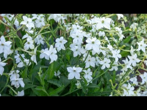 Video: Fragrant Tobacco (37 Photos): Planting And Care, Examples In The Flowerbed. Growing From Seeds. When To Plant At Home?