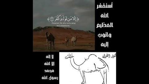 حالات واتساب" سورة الغاشية " افلا ينظرون إلى الإبل كيف خُلقت💙🥀