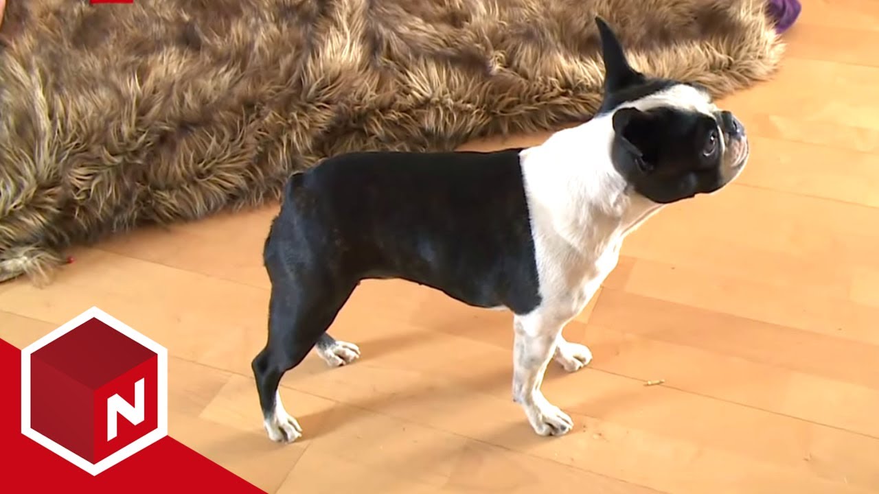 Ragnhild og Adriane velger konkurranseantrekk | Et Hundeshow | discovery+ Norge