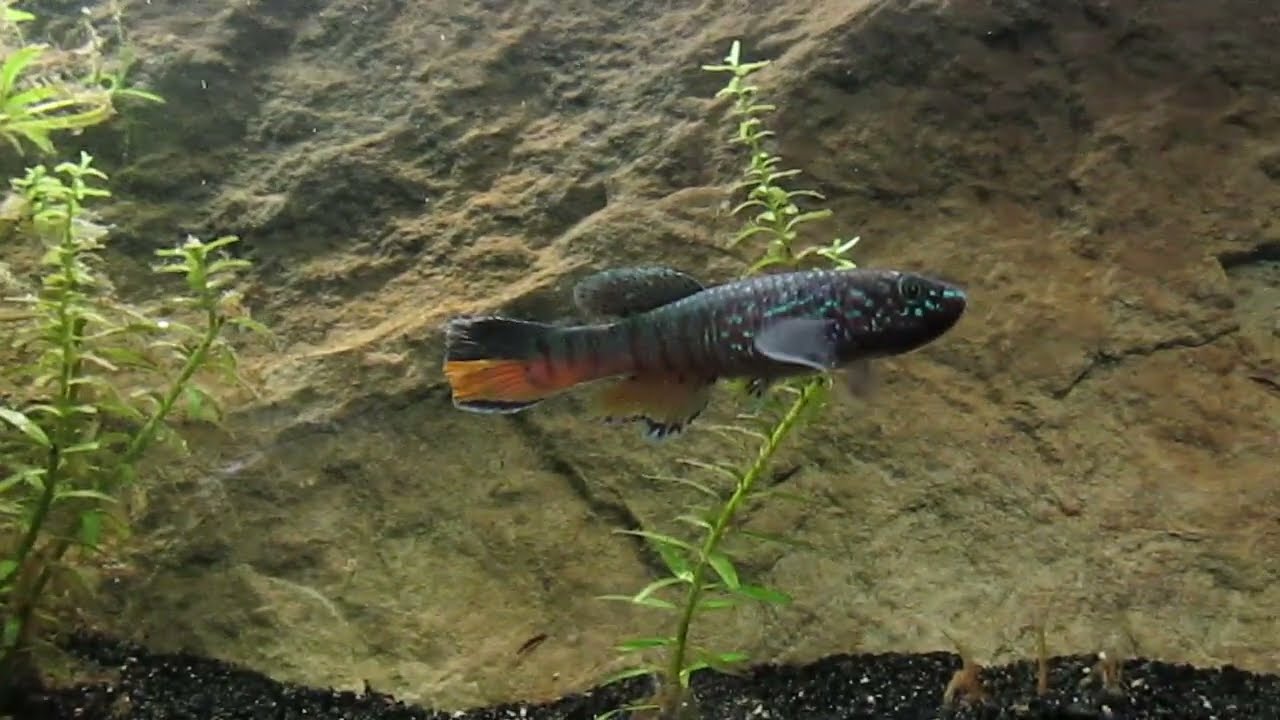 Blue Gularis Killifish, Breeding Project 6-18-25