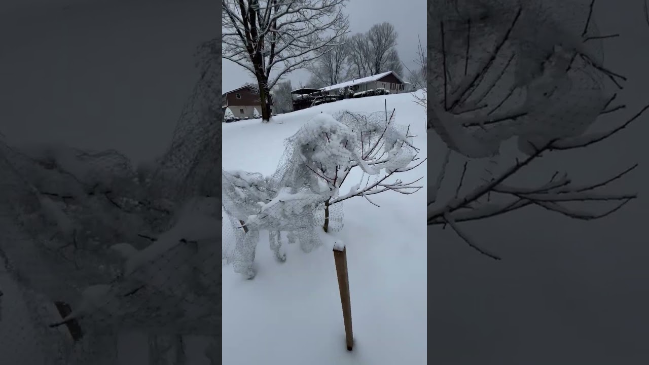 Winter in the Orchard 