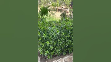 #explore #قران_حالات_واتس #quran #القرآن_الكريم #سورة_يس #قرآن #محمد_صديق_المنشاوي #قران_بصوت_جميل