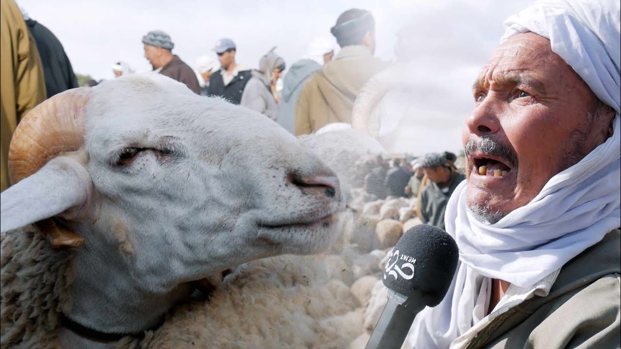 قبل أسابيع من عيد الأضحى ، كاميرا تيارت نيوز تنقل لكم أسعار الأضاحي و ٱراء المَوّالين بسوق السوقر