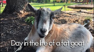 Day in the life of a fat goat