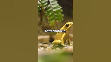 Ếch Độc Phi Tiêu Vàng - Kẻ Nguy Hiểm Bậc Nhất Rừng Amazon #amazon #nguyhiểm #nguyhiem #khampha