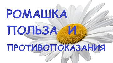 Ромашка. Полезные свойства и противопоказания.