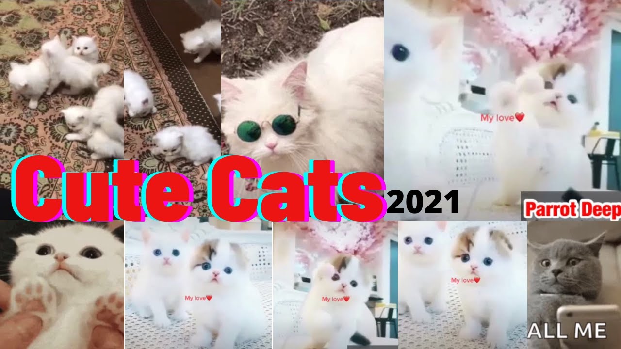 Cute Cats In The World 21 Models Cats Lovely Cats Funny Cats Parrot Deep Youtube Cute Cats In The World 21 Models Cats Lovely Cats Funny Cats Parrot Deep Youtube