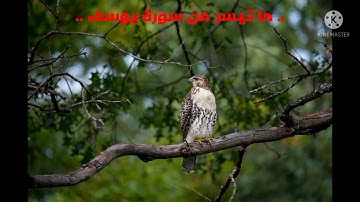 تلاوة مؤثرة لما تيسر من سورة يوسف بصوت القارئ معاذ العيد