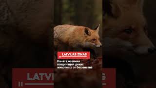 Начата осенняя вакцинация диких животных от бешенства