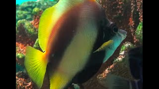 レッドシー　バナーフィッシュ   Red Sea banner fish　　Heniochus intermedius