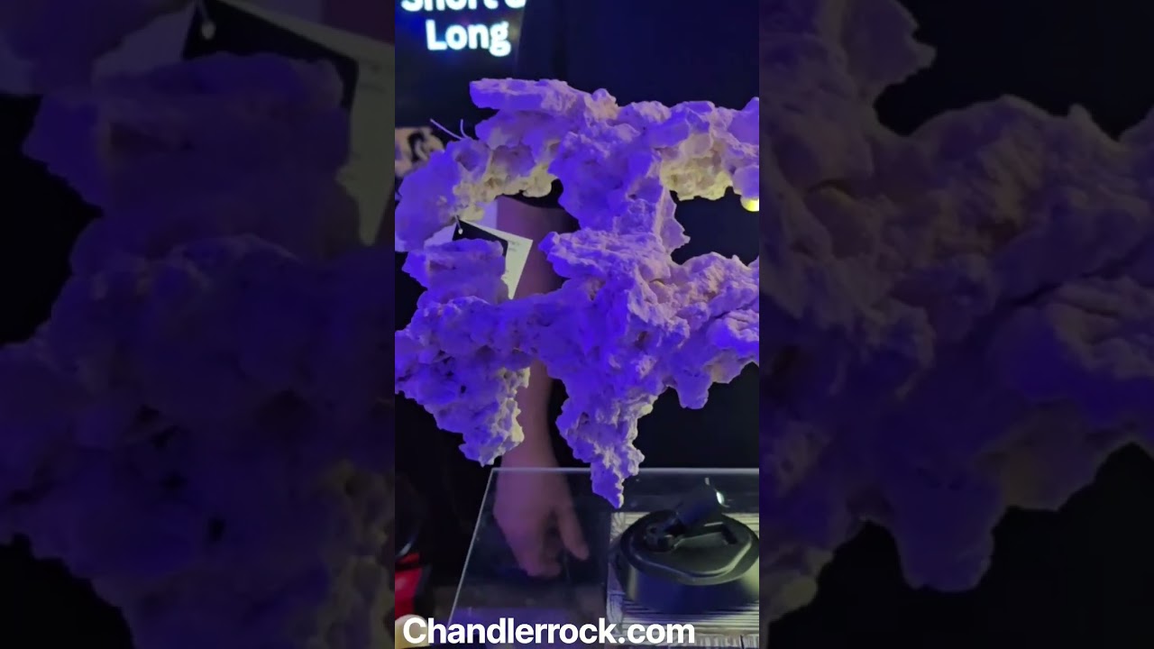 The mind behind Chandler Rocks #Chandlerrocks #frags #reefkeeper #lira