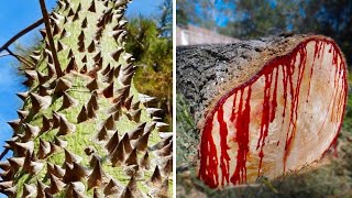 15 Dangerous Trees That Everyone Should be Aware of