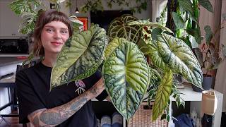 how i grow my huge variegated alocasia dragon scale (so easy + rewarding!)