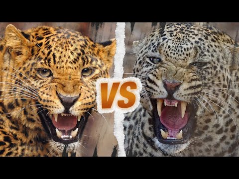 Vidéo: Combien pèse un léopard ? Où vit le léopard ? Description et mode de vie d'un animal à l'état sauvage