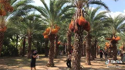 #Vườn_chà_là_đồng_tháp Vườn chà là lớn nhất miền tây