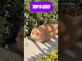 TOP 5 CATS PT.7 #ranked #cat #ranking #subscribe #cute #funny #cats #pets #rankpush #catshorts