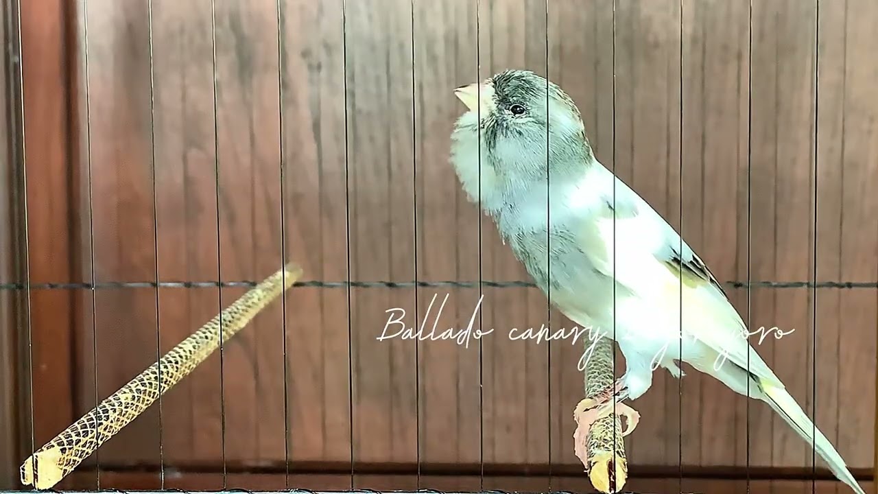 SUARA BURUNG KENARI [ 01 ] GACOR PANJANG cocok untuk pancingan kenari dewasa macet & masteran paud !