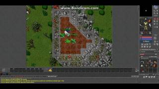wasp tower rookgaard tibia candia
