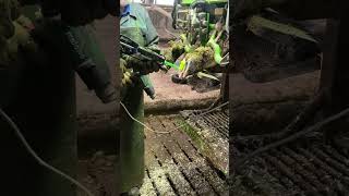 #chorvaolami #veterinary #bozorolami2023 #sigirlar #davolash #sardoruz #kasallik #tavsiya